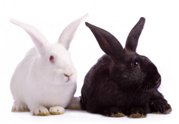 Vad är rasen av kaniner
