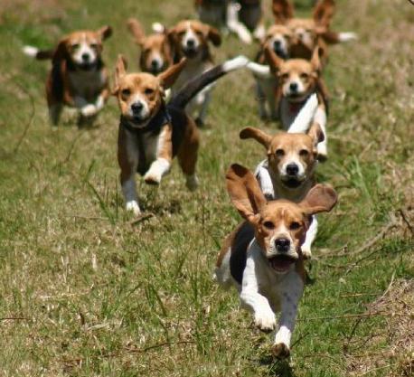 Beagle (hund). Valpar beagle. Beagle - jakthund