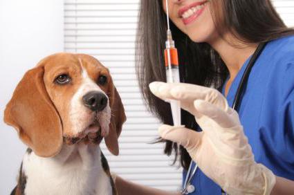 Förebyggande av dödliga sjukdomar hos hundar: vaccinet "Eurican". Anvisningar för användning, biverkningar