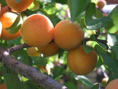 aprikos plantering och vård