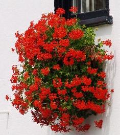 Ampel geranium är ett utmärkt alternativ för att dekorera fönster och balkonger