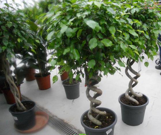Ficus Bengali: vård, reproduktion, odlingsförhållanden