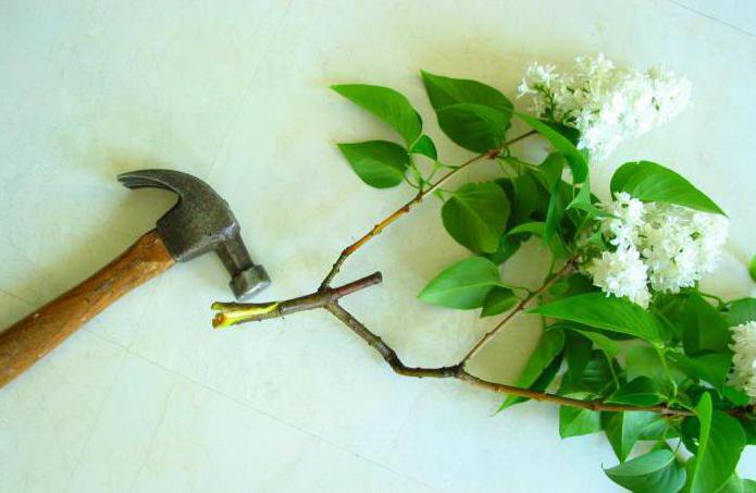 Hur håller du lila i en vas? Hemligheterna till blomsterhandlare och erfarna florister