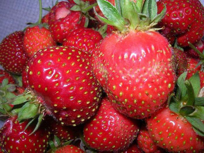 Strawberry Moskva delikatess: beskrivning, egenskaper av sorten