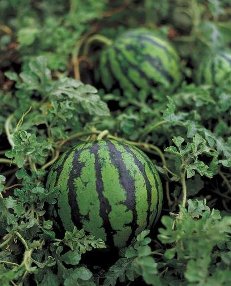 Plantering av vattenmeloner och meloner: hemligheterna att odla dem