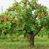 Hemmets trädgårdar: äppeltopp dressing på hösten