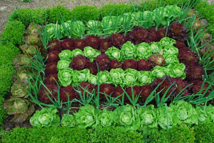 Skugga-älskande grönsaker för trädgården. Plantera en trädgård