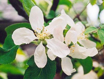 Äppelträd "kovalenkovskoe": beskrivning av sorten och vården
