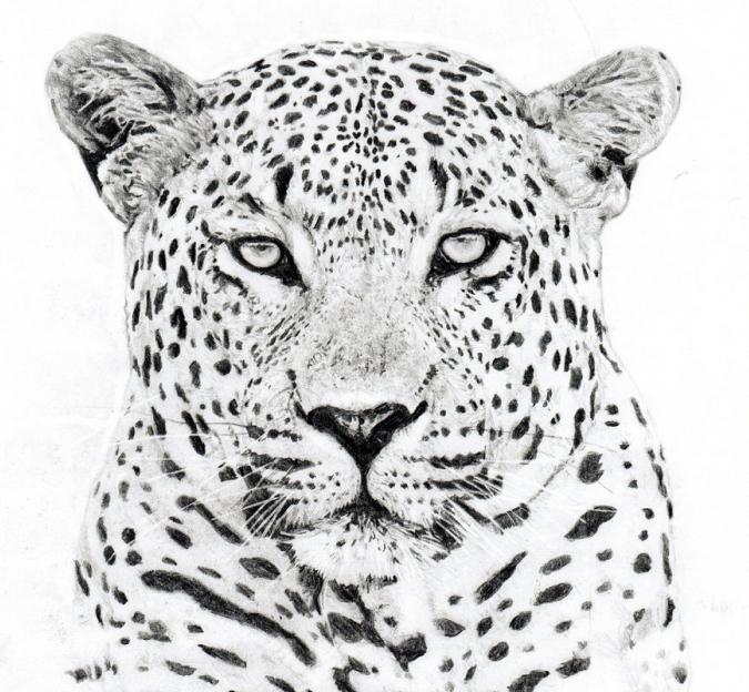 Lär dig hur man ritar en leopard på ett enkelt sätt
