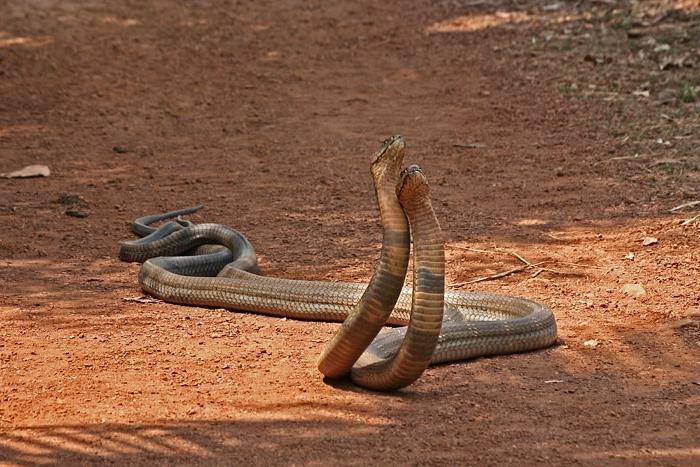 Royal Cobra i naturen