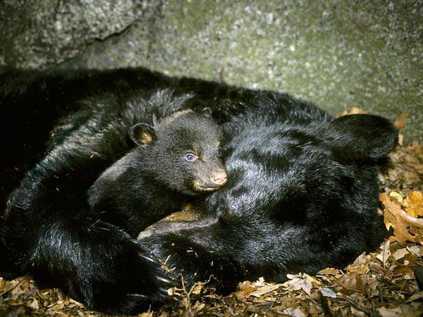 Varför suger björnen sin tass och sover på vintern?