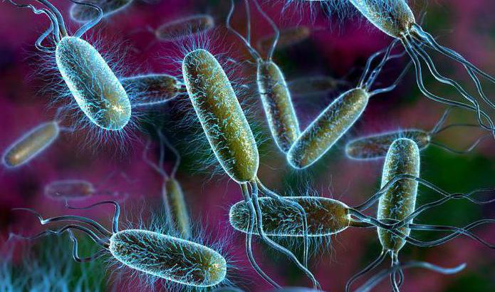 vad som är vanligt i växt- och bakteriecellerna