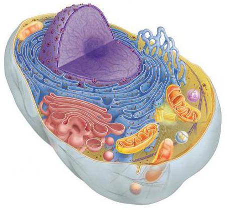 Vacuole är en hålighet fylld med cellsap