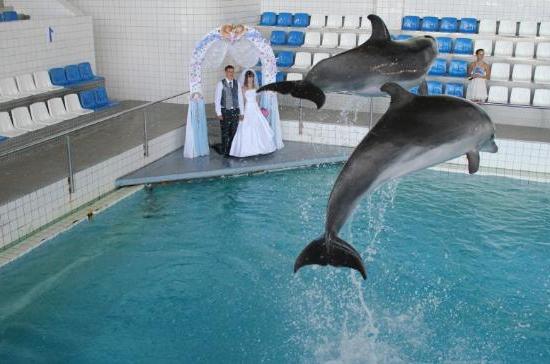Dolphinarium i Naberezhnye Chelny - ett hav av nöje och positiv