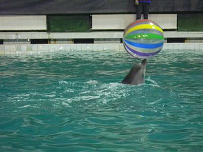 Dolphinarium i St Petersburg: beskrivning