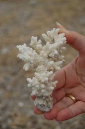 Korallkalcium är en panacea eller inte?